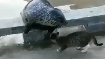 Sputnik.ru - Спутник, фото - Новости Zakon.kz от 28.08.2018 22:48