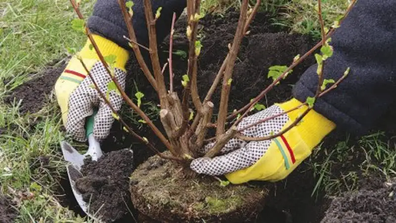 В Атырау на общегородском субботнике посадят 2,5 тысяч саженцев