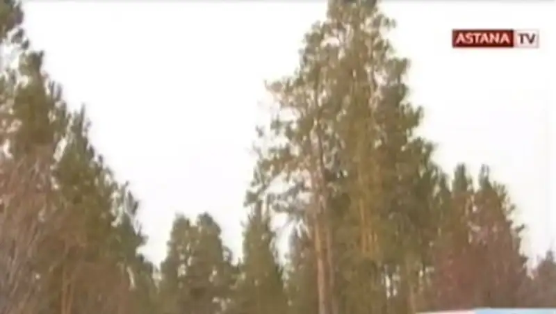 В природном резервате «Ертыс орманы» запрещены все виды вырубки деревьев на два года