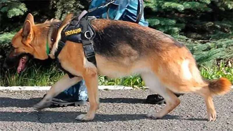 В Кокшетау собака помогла задержать студентку, пытавшуюся украсть куртку в магазине