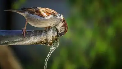 pixabay.com, фото - Новости Zakon.kz от 15.06.2021 18:11