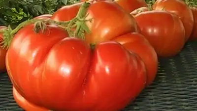 Zakon.kz, фото - Новости Zakon.kz от 27.05.2015 03:30