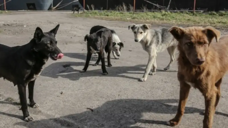 В Петропавловске-Камчатском на 6-летнюю девочку напала стая бездомных собак
