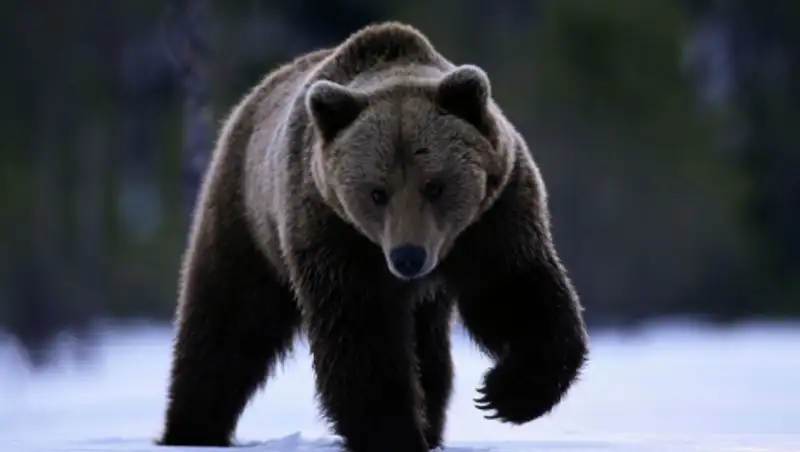 В Приамурье медведь напал на туристку, решившую его покормить