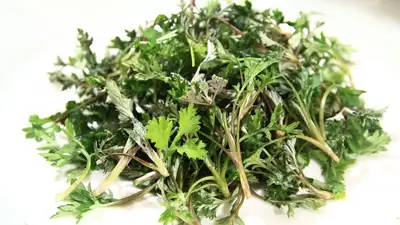 В Казахстане утвержден перечень лекарственных растений, фото - Новости Zakon.kz от 14.03.2023 11:24