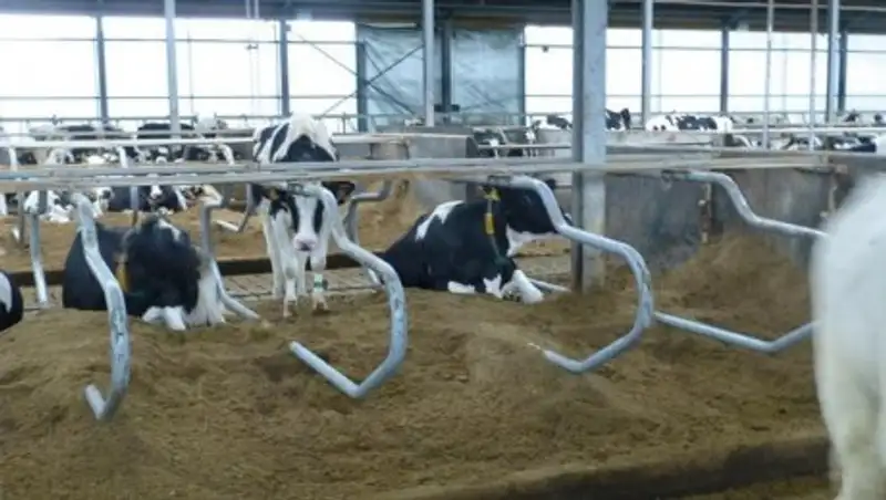 Сельчанам Карагандинской области оказали денежную помощь за павший скот от пастереллеза