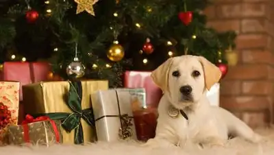 zakon.kz., фото - Новости Zakon.kz от 27.12.2020 07:00