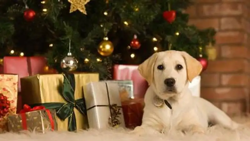 Почему нельзя кормить собак едой с праздничного стола