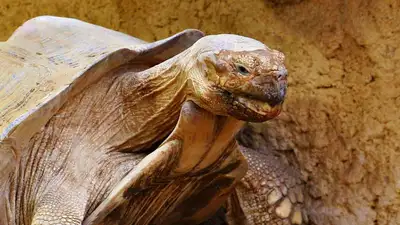  В зоопарке Алматы рассказали о большой черепахе по имени Катя, фото - Новости Zakon.kz от 27.02.2023 15:25