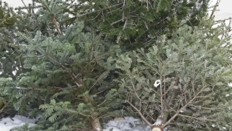 В Атырауской области высаживают срубленные ели