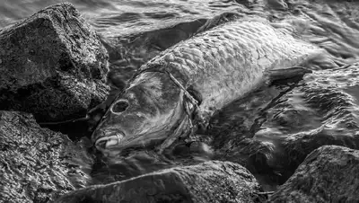 замор рыбы СКО, фото - Новости Zakon.kz от 25.04.2022 07:54