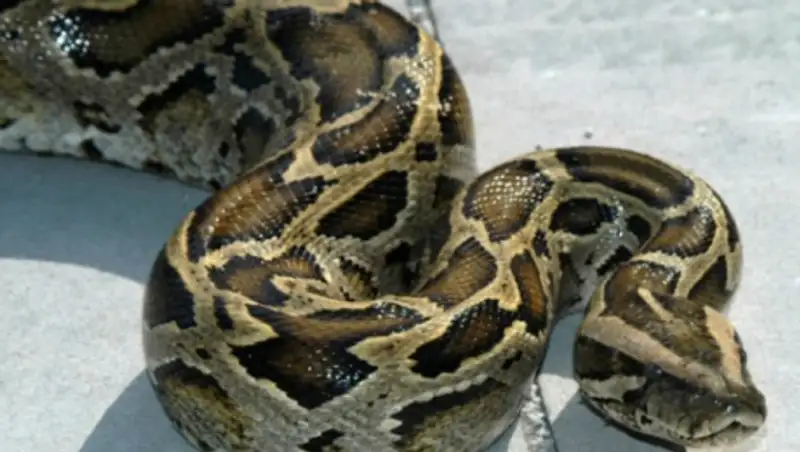 Во время пожара в рижском цирке погиб питон