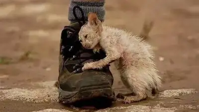 Ventana del Norte, фото - Новости Zakon.kz от 31.07.2021 01:37