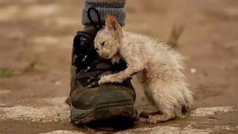 Полицейские ищут "коробочников", выбросивших умирать около 40 котят