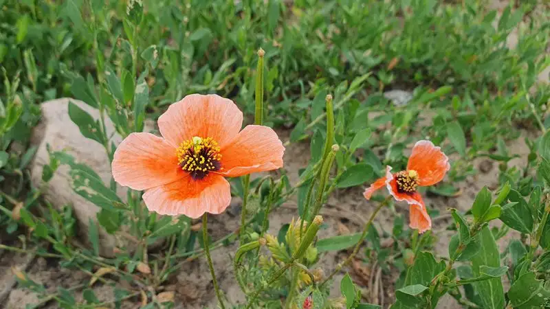 Рёмерия отогнутая или преломлённая Roemeria refracta, фото - Новости Zakon.kz от 26.05.2023 09:37