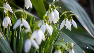 рк, весна, погода, прогноз, казгидромет, фото - Новости Zakon.kz от 28.02.2022 11:30