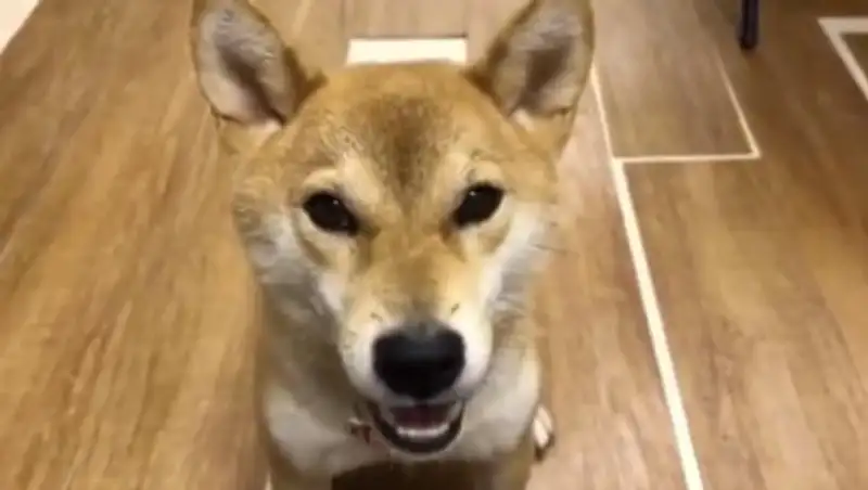 Говорящий по‐японски пес восхитил пользователей Сети