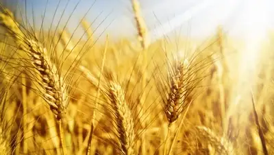 Zakon.kz, фото - Новости Zakon.kz от 15.01.2015 22:23