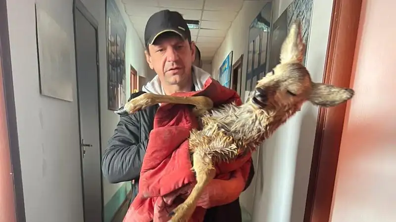 помощь животному, фото - Новости Zakon.kz от 17.04.2023 18:43