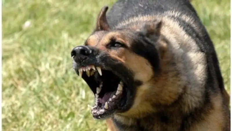 Жительница ВКО взыскала 50 тысяч тенге с горожанки, чья собака укусила 9-летнюю девочку