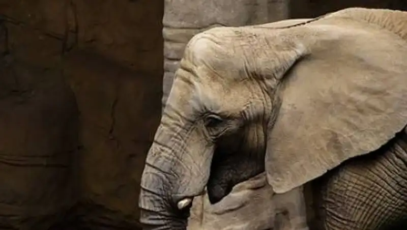 В США подали иск в суд от имени слонихи