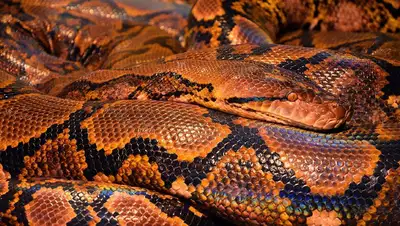 Семиметровый питон проглотил женщину, фото - Новости Zakon.kz от 27.10.2022 15:37