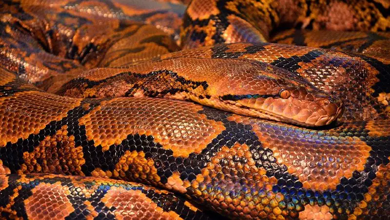 Семиметровый питон проглотил женщину в Индонезии