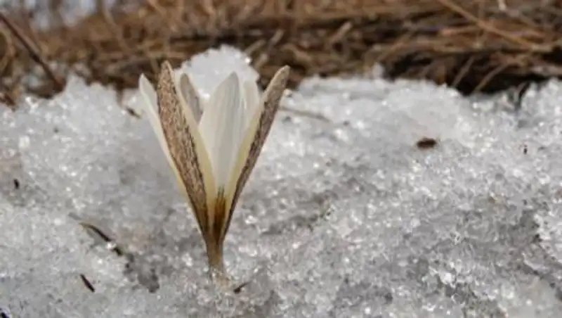 Первые подснежники зацвели в Алматинской области