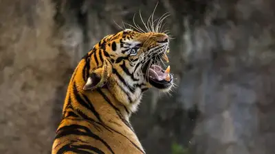 восстановление тигров на территории Казахстана