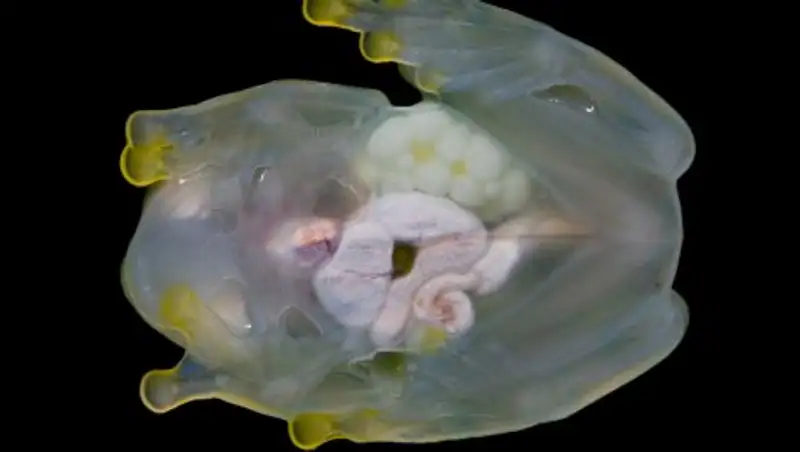 Биологи обнаружили лягушек с прозрачной кожей