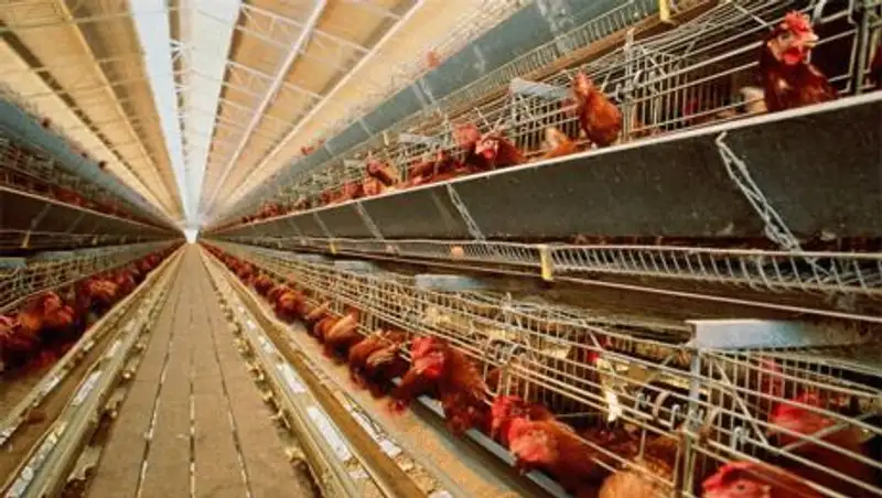 В Акмолинской области в рамках госпрограммы ФИИР появится новая птицефабрика