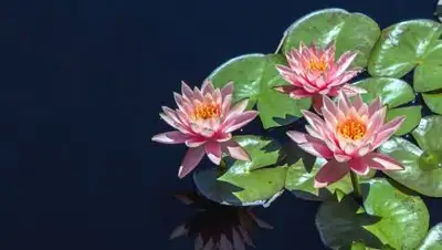 pixnio.com, фото - Новости Zakon.kz от 05.01.2021 11:56