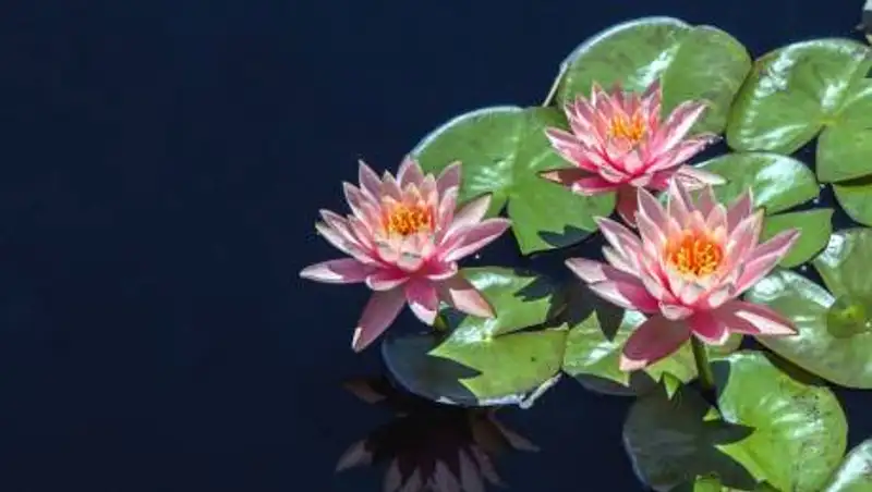 Гороскоп друидов на 2021 год по дате рождения