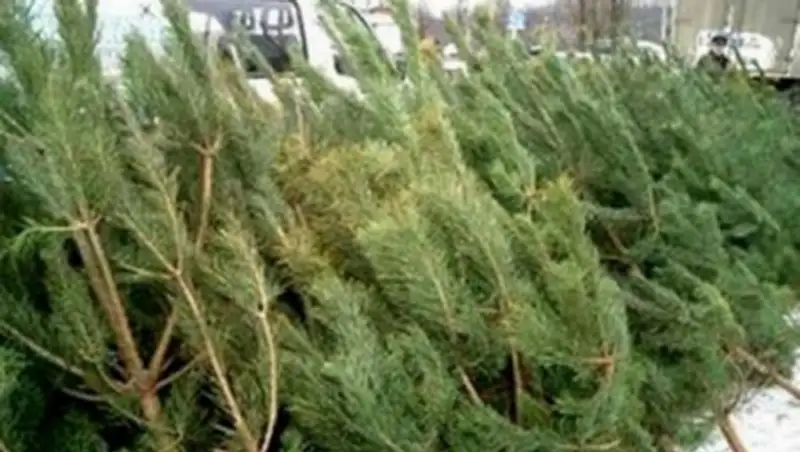 В Алматы официально разрешат продавать только российские елочки