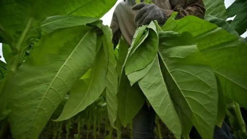 В рамках международных обязательств Казахстан сокращает плантации табака