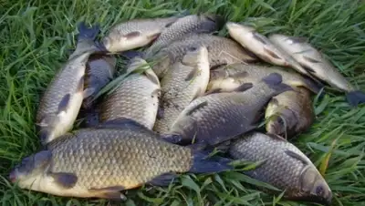 Zakon.kz, фото - Новости Zakon.kz от 05.06.2015 21:52