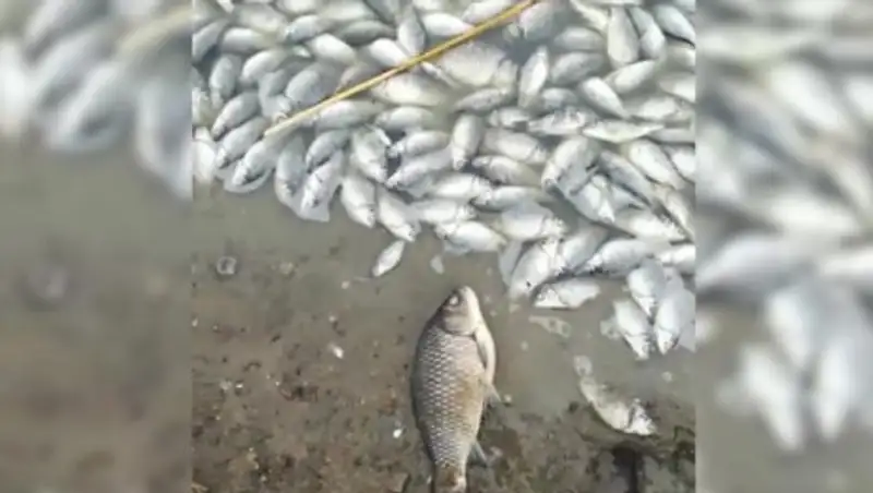 Названа причина массовой гибели рыбы в ЗКО