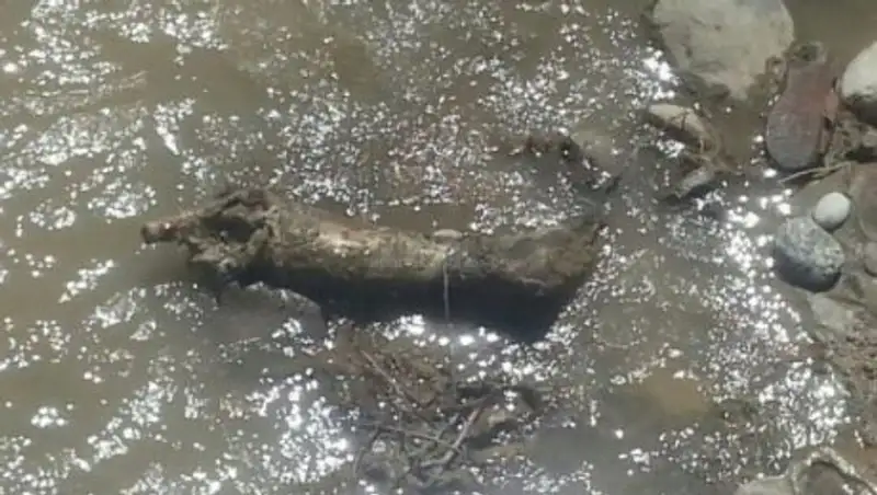 В Кыргызстане ампутированная человеческая нога была найдена в реке