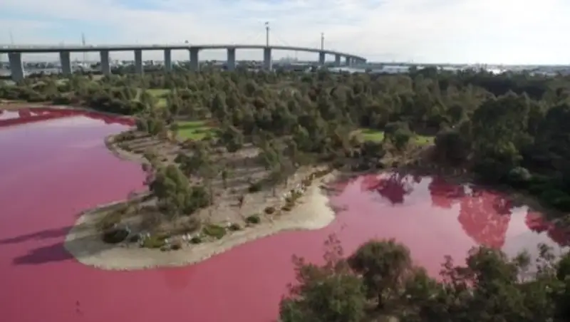 Соленое озеро в Австралии стало розовым из-за погодных изменений