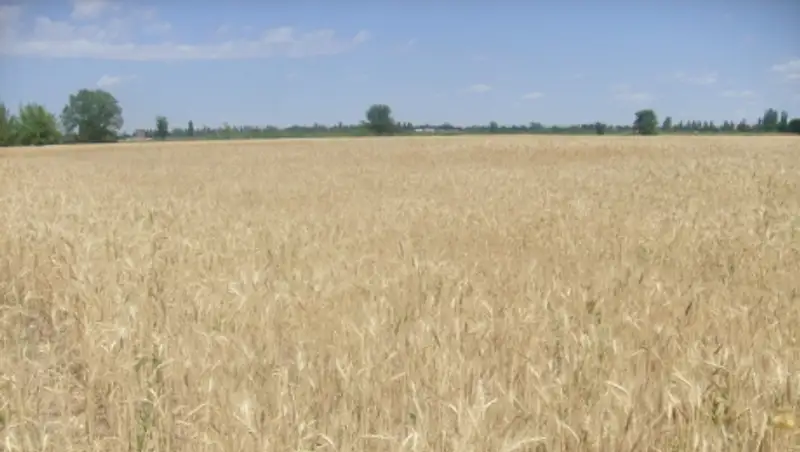 Глава Союза овощеводов РК: к каждому гектару земли стараемся относиться очень бережно