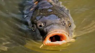 pixabay.com, фото - Новости Zakon.kz от 22.10.2021 01:54