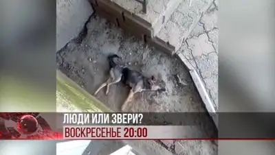 -, фото - Новости Zakon.kz от 14.06.2020 00:40