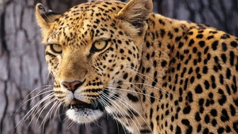 На улицах Москвы замечен гуляющий леопард