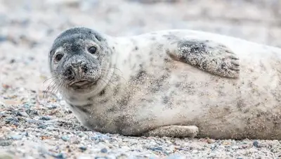 Актау тюлень камни, фото - Новости Zakon.kz от 12.07.2022 16:49