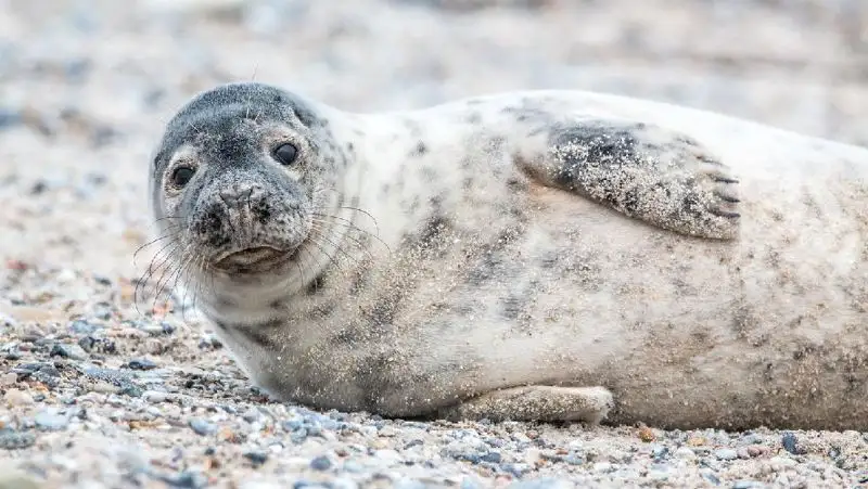Детеныша тюленя закидали камнями в Актау