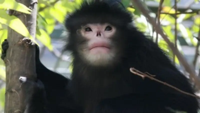 15 животных, о которых мир узнал совсем недавно