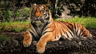 международный тень тигра, фото - Новости Zakon.kz от 29.07.2022 14:45