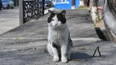 Казахстан, ответственное обращение с животными, фото - Новости Zakon.kz от 19.04.2023 14:10