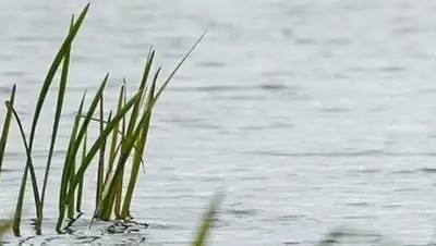 Zakon.kz, фото - Новости Zakon.kz от 12.06.2017 18:52