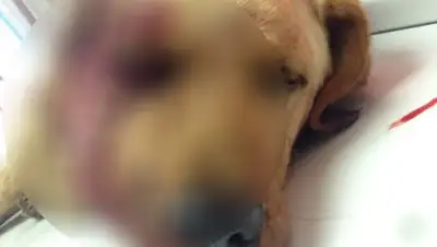 Орловские новости, фото - Новости Zakon.kz от 02.08.2018 06:28